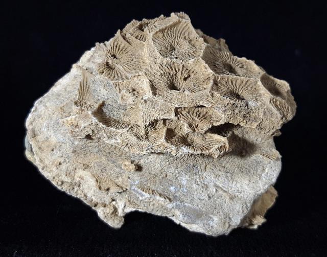 Acroycathus foliformis ORBIGNY 1849 - Bild © FossNet FossilienStore
